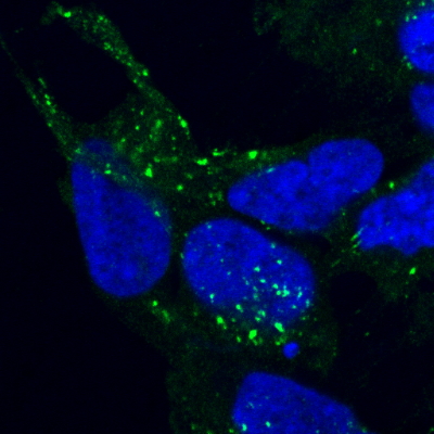 AF2153a staining of PFA-fixed and saponin permeabilized HEK293 and detected with FITC in confocal microscopy. Data obtained from Aarhus University Denmark.