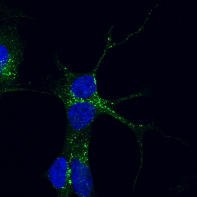 AF2153a staining of PFA-fixed and saponin permeabilized SHSY5Y and detected with FITC in confocal microscopy. Data obtained from Dr. M. Schallburg Nielsen, Aarhus University Denmark.