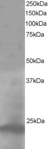 AF1779a staining (1 µg/ml) of A431 lysate (RIPA buffer, 35 µg total protein per lane). Primary incubated for 1 hour. Detected by western blot using chemiluminescence.