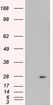 HEK293 overexpressing PLDN (RC201514) and probed with AF1779a (mock transfection in first lane), tested by Origene.