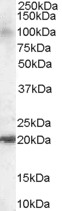 AF1515a staining (0.1 µg/ml) of Human Brain lysate (RIPA buffer, 35 µg total protein per lane). Primary incubated for 1 hour. Detected by western blot using chemiluminescence.