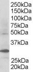 AF1407a staining (0.3 µg/ml) of Human Kidney lysate (RIPA buffer, 30 µg total protein per lane). Primary incubated for 1 hour. Detected by western blot using chemiluminescence.