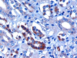 AF1407a (3 µg/ml) staining of paraffin embedded Human Kidney. Microwaved antigen retrieval with citrate buffer pH 6, HRP-staining.