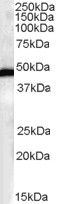 AF1403a staining (0.3 µg/ml) of Human Brain lysates (RIPA buffer, 35 µg total protein per lane). Primary incubated for 1 hour. Detected by western blot using chemiluminescence.