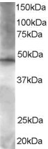 AF1167a staining (1.5 µg/ml) of Hela lysate (RIPA buffer, 35 µg total protein per lane). Primary incubated for 1 hour. Detected by western blot using chemiluminescence.