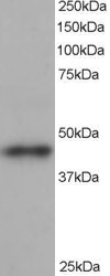 AF1107b staining (1 µg/ml) of human heart lysate (RIPA buffer, 35 µg total protein per lane). Primary incubated for 1 hour. Detected by western blot using chemiluminescence.