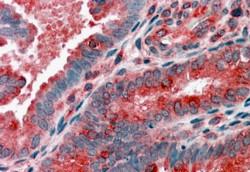 AF1107b (3.8 µg/ml) staining of paraffin embedded Human Uterus. Steamed antigen retrieval with citrate buffer pH 6, AP-staining.