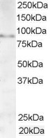 AF1043a (1 µg/ml) staining of Human Testis lysate (35 µg protein in RIPA buffer). Primary incubation was 1 hour. Detected by chemiluminescence.