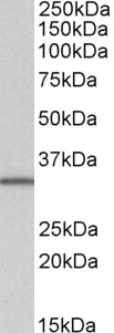 AF2461a (1 µg/ml) staining of Daudi lysate (35 µg protein in RIPA buffer). Primary incubation was 1 hour. Detected by chemiluminescence.