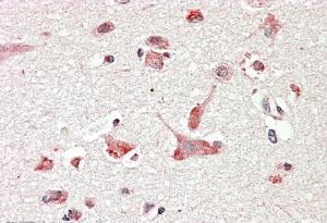 AF2459a (3.8 µg/ml) staining of paraffin embedded Human Cerebral Cortex. Steamed antigen retrieval with citrate buffer pH 6, AP-staining.