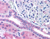 AF2447a (5 µg/ml) staining of paraffin embedded Human Kidney. Steamed antigen retrieval with citrate buffer pH 6, AP-staining.