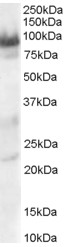 AF1753a staining (0.3 µg/ml) of Human Heart lysate (RIPA buffer, 30 µg total protein per lane). Primary incubated for 1 hour. Detected by western blot using chemiluminescence.