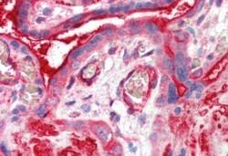AF1227a (5 µg/ml) staining of paraffin embedded Human Placenta. Steamed antigen retrieval with citrate buffer pH 6, AP-staining.