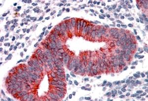 AF2528a (3.8 µg/ml) staining of paraffin embedded Human Uterus. Steamed antigen retrieval with citrate buffer pH 6, AP-staining.