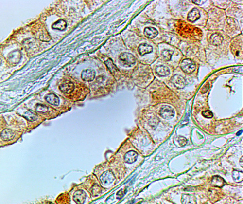AF2501a (2 µg/ml) staining of paraffin embedded Human Kidney. Steamed antigen retrieval with citrate buffer pH 6, HRP-staining.