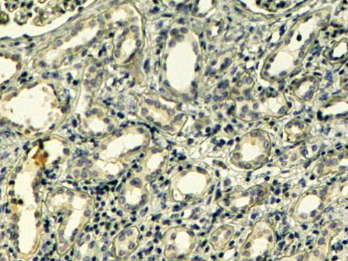 AF2243a (4 µg/ml) staining of paraffin embedded Human Kidney. Steamed antigen retrieval with Tris/EDTA buffer pH 9, HRP-staining.