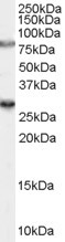 AF2052a (0.3 µg/ml) staining of rat brain lysate (35 µg protein in RIPA buffer). Primary incubation was 1 hour. Detected by chemiluminescence.