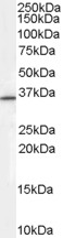 AF1898a (0.3 µg/ml) staining of HEPG2 cell lysate (35 µg protein in RIPA buffer). Primary incubation was 1 hour. Detected by chemiluminescence.