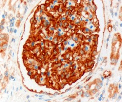 AF1731a (3 µg/ml) staining of paraffin embedded Human Kidney. Microwaved antigen retrieval with Tris/EDTA buffer pH9, HRP-staining.