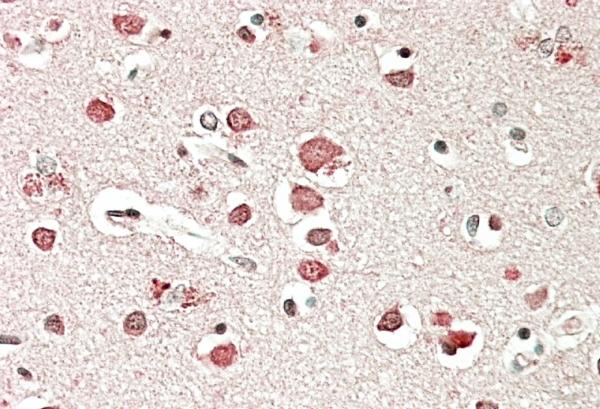 AF1721a (5 µg/ml) staining of paraffin embedded Human Cerebral Cortex. Steamed antigen retrieval with citrate buffer pH 6, AP-staining.