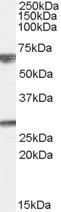 AF1499a (0.01 µg/ml) staining of Human Brain (Cerebellum) lysate (35 µg protein in RIPA buffer). Primary incubation was 1 hour. Detected by chemiluminescence.