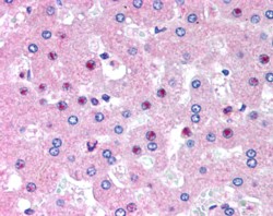 AF1171a (2.5 µg/ml) staining of paraffin embedded Human Liver. Steamed antigen retrieval with citrate buffer pH 6, AP-staining.
