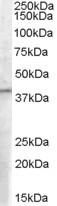 AF1132a (0.1 µg/ml) staining of A549 lysate (35 µg protein in RIPA buffer). Primary incubation was 1 hour. Detected by chemiluminescence.