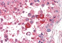 AF1132a (5 µg/ml) staining of paraffin embedded Human Testis. Steamed antigen retrieval with citrate buffer pH 6, AP-staining.