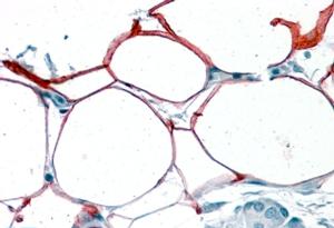 AF2569a (3.8 µg/ml) staining of paraffin embedded Human Pancreas. Steamed antigen retrieval with citrate buffer pH 6, AP-staining.