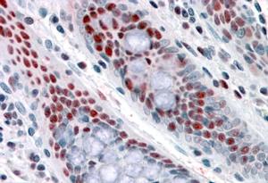 AF2566a (3.8 µg/ml) staining of paraffin embedded Human Colon. Steamed antigen retrieval with citrate buffer pH 6, AP-staining.