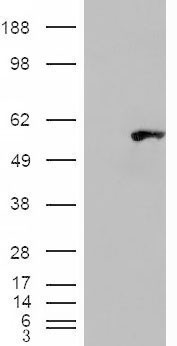 HEK293 overexpressing WIPF1 (RC217601) and probed with AF2158a (mock transfection in first lane), tested by Origene.