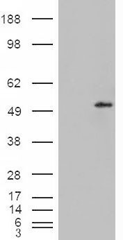 HEK293 overexpressing Dudulin4 (RC216917) and probed with AF2041a (mock transfection in first lane), tested by Origene.