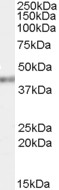 AF1795a (0.03 µg/ml) staining of HeLa cell lysate (35 µg protein in RIPA buffer). Primary incubation was 1 hour. Detected by chemiluminescence.