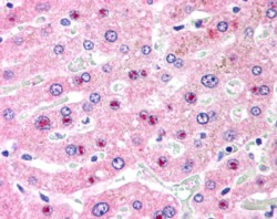 AF1171b (2.5 µg/ml) staining of paraffin embedded Human Liver. Steamed antigen retrieval with citrate buffer pH 6, AP-staining.