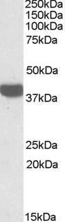 AF1096b (0.3 µg/ml) staining of Mouse Liver lysate (35 µg protein in RIPA buffer). Primary incubation was 1 hour. Detected by chemiluminescence.