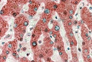 AF2779a (5 µg/ml) staining of paraffin embedded Human Liver. Microwaved antigen retrieval with Tris/EDTA buffer pH9, HRP-staining.