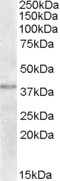 AF2124a (2 µg/ml) staining of Human Uterus lysate (35 µg protein in RIPA buffer). Primary incubation was 1 hour. Detected by chemiluminescence.