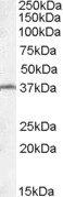 AF2120a (0.1 µg/ml) staining of Mouse Testis lysate (35 µg protein in RIPA buffer). Primary incubation was 1 hour. Detected by chemiluminescence.