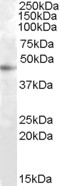 AF1916a (1 µg/ml) staining of HepG2 cell lysate (35 µg protein in RIPA buffer). Primary incubation was 1 hour. Detected by chemiluminescence.