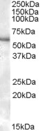 AF1771a (0.3 µg/ml) staining of Human Kidney lysate (35 µg protein in RIPA buffer). Primary incubation was 1 hour. Detected by chemiluminescence.