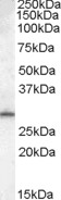 AF1690a (0.1 µg/ml) staining of Human Testis lysate (35 µg protein in RIPA buffer). Primary incubation was 1 hour. Detected by chemiluminescence.