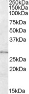 AF1641a (0.3 µg/ml) staining of Human Adipose lysate (35 µg protein in RIPA buffer). Primary incubation was 1 hour. Detected by chemiluminescence.