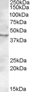 AF1615a (0.2 µg/ml) staining of Rat Testis lysate (35 µg protein in RIPA buffer). Primary incubation was 1 hour. Detected by chemiluminescence.