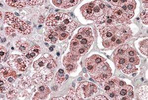 AF1605a (3.8 µg/ml) staining of paraffin embedded Human Adrenal Gland. Steamed antigen retrieval with citrate buffer pH 6, AP-staining.