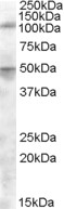 AF1375a (0.5 µg/ml) staining of Spleen lysate (35 µg protein in RIPA buffer). Primary incubation was 1 hour. Detected by chemiluminescence.