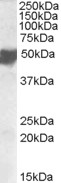 AF2845a staining (0.5 µg/ml) of Human Placenta lysate (RIPA buffer, 35 µg total protein per lane). Primary incubated for 1 hour. Detected by western blot using chemiluminescence.