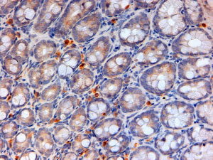 AF2843a (2 µg/ml) staining of paraffin embedded Mouse Colon. Steamed antigen retrieval with citrate buffer pH 6, HRP-staining.
