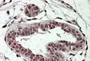 AF2650a (3.8 µg/ml) staining of paraffin embedded Human Breast. Steamed antigen retrieval with citrate buffer pH 6, AP-staining.