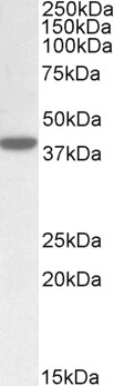 AF2187a (0.5 µg/ml) staining of Human Placenta lysate (35 µg protein in RIPA buffer). Primary incubation was 1 hour. Detected by chemiluminescence.