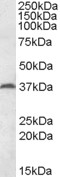 AF2183a (0.2 µg/ml) staining of Mouse Testis lysate (35 µg protein in RIPA buffer). Primary incubation was 1 hour. Detected by chemiluminescence.